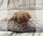 Small Photo #24 Puggle-Shih Tzu Mix Puppy For Sale in NEW YORK MILLS, MN, USA