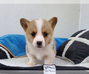 Pembroke Welsh Corgi Puppy for sale in CLARK, MO, USA