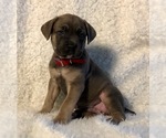 Small Photo #24 Cane Corso Puppy For Sale in HESPERIA, CA, USA