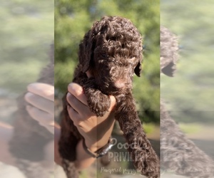 Poodle (Standard) Puppy for sale in KILLEEN, TX, USA
