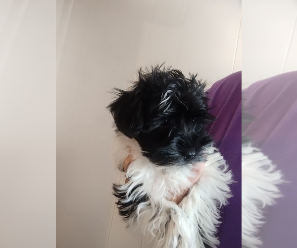 Medium Photo #2 Schnauzer (Miniature) Puppy For Sale in ENID, OK, USA