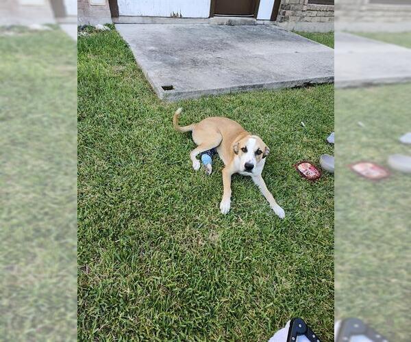 Medium Photo #1 Great Dane-Unknown Mix Puppy For Sale in San Antonio, TX, USA