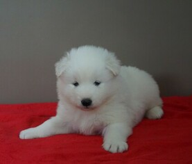 Samoyed Puppy for sale in FREDERICKSBG, OH, USA