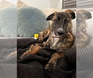 Dutch Shepherd -Unknown Mix Dogs for adoption in Escondido, CA, USA