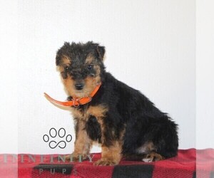 Airedale Terrier Puppy for sale in HOLTWOOD, PA, USA