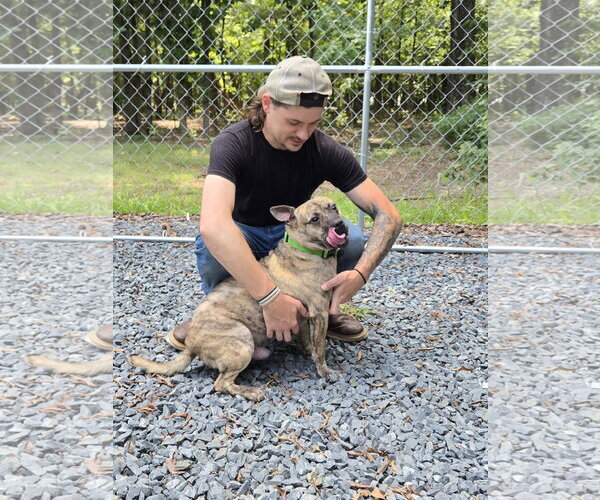 Medium Photo #3 American French Bull Terrier Puppy For Sale in Albemarle, NC, USA
