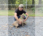 Small #2 American French Bull Terrier