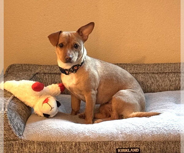 Medium Photo #2 Chihuahua-Unknown Mix Puppy For Sale in Bellevue, WA, USA