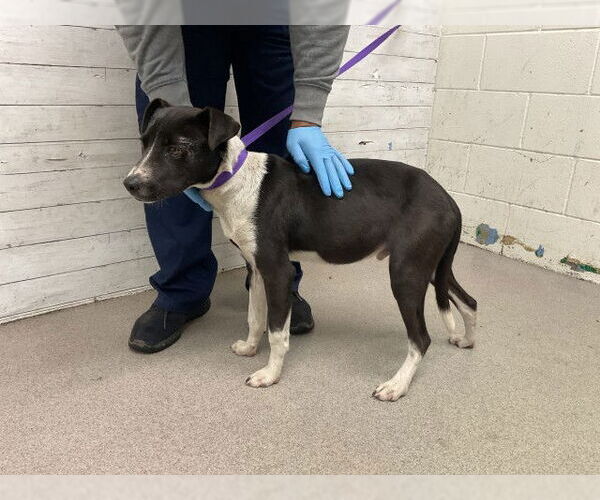 Medium Photo #1 Mutt Puppy For Sale in San Bernardino, CA, USA