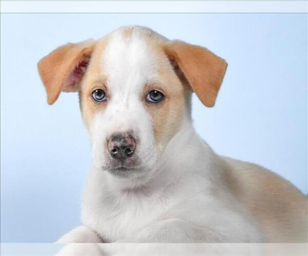 Medium Photo #1 Mutt Puppy For Sale in Fort Collins, CO, USA
