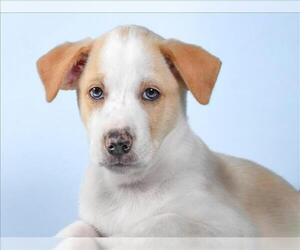Mutt Dogs for adoption in Fort Collins, CO, USA