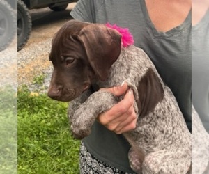 German Shorthaired Pointer Puppy for sale in FAYETTEVILLE, PA, USA
