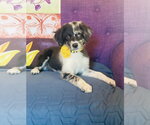 Small Australian Shepherd Mix