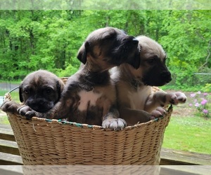 Irish Wolfhound Puppy for Sale in RONCEVERTE, West Virginia USA