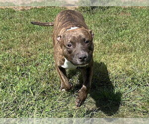 Boxer Dogs for adoption in Springfield, MA, USA
