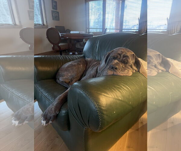 Medium Photo #3 Neapolitan Mastiff Puppy For Sale in Ellisville, MO, USA