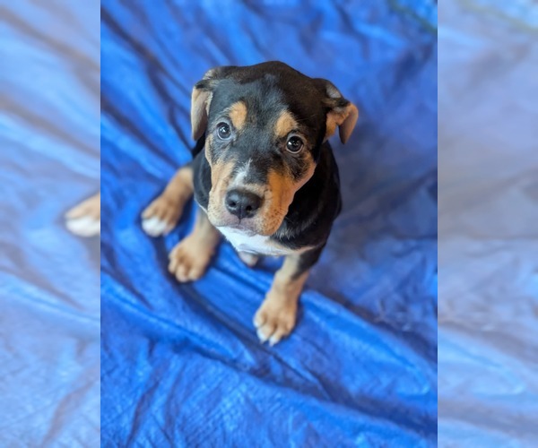 Medium Photo #1 Mutt Puppy For Sale in Holly Springs, NC, USA