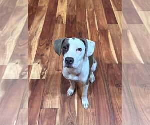 American Staffordshire Terrier-Unknown Mix Dogs for adoption in Marine City, MI, USA