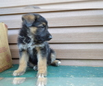 Puppy Alex German Shepherd Dog