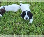 Small Photo #4 Cocker Spaniel Puppy For Sale in MACON, GA, USA