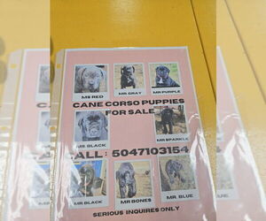 Cane Corso Puppy for sale in NEW ORLEANS, LA, USA
