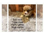 Small Photo #9 Pembroke Welsh Corgi Puppy For Sale in DERIDDER, LA, USA