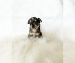Small #1 Chihuahua