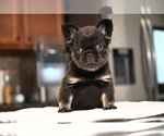 Small Photo #7 French Bulldog Puppy For Sale in DECATUR, GA, USA
