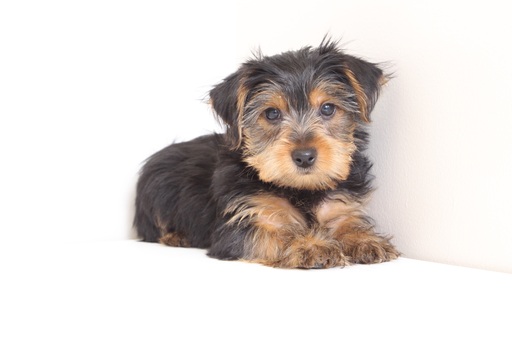 Medium Photo #1 Yorkshire Terrier Puppy For Sale in NAPLES, FL, USA