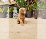 Small Photo #5 Poodle (Miniature) Puppy For Sale in CHANDLER, AZ, USA