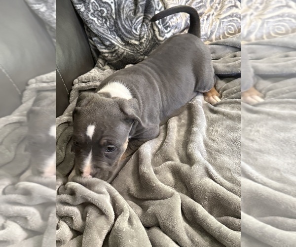 Medium Photo #3 American Bully Puppy For Sale in LOGANVILLE, GA, USA