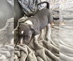 Small #2 American Bully