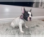Small Photo #6 French Bulldog Puppy For Sale in HOLLISTER, CA, USA