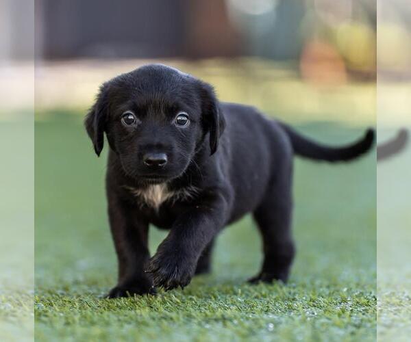 Medium Photo #4 Dachshund-Unknown Mix Puppy For Sale in San Diego, CA, USA
