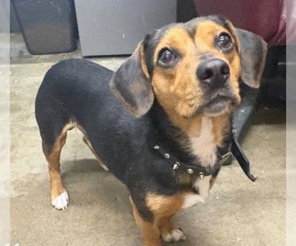 Medium Photo #4 Beagle-Unknown Mix Puppy For Sale in Dunnellon, FL, USA