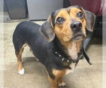 Small #3 Beagle Mix