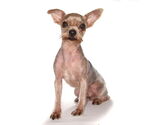 Small #1 Shih-Poo