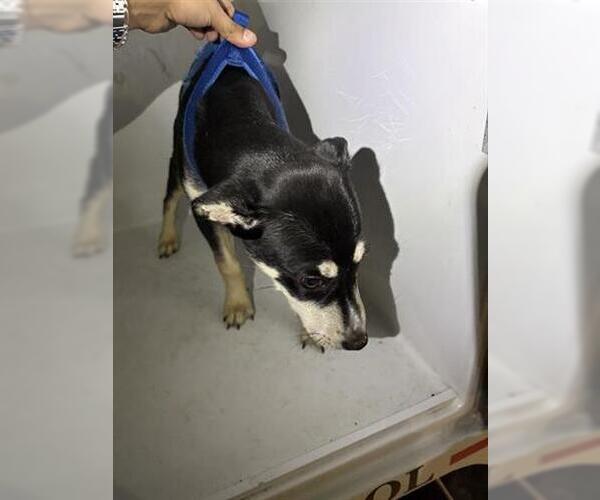 Medium Photo #1 German Shepherd Dog-Unknown Mix Puppy For Sale in Houston, TX, USA