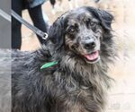 Small #1 Australian Shepherd Mix
