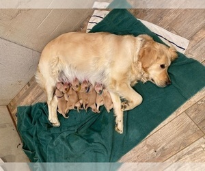 Mother of the Golden Retriever puppies born on 05/02/2021