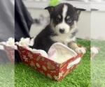 Small #10 Pomsky-Shiba Inu Mix
