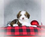Small Photo #10 Bernedoodle-Poodle (Miniature) Mix Puppy For Sale in DALTON, OH, USA
