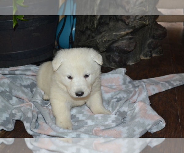 Medium Photo #1 German Shepherd Dog Puppy For Sale in GREENWOOD, WI, USA