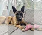 Small #2 German Shepherd Dog Mix