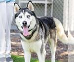 Small #1 Siberian Husky