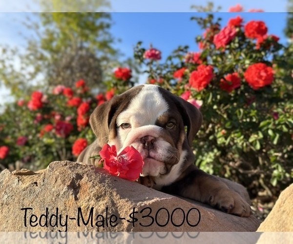 Medium Photo #3 Bulldog Puppy For Sale in SPRING, TX, USA