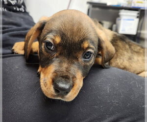 Rottweiler Dogs for adoption in Walnutport, PA, USA