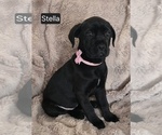 Small #6 Cane Corso