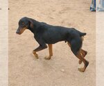 Small Photo #8 Doberman Pinscher Puppy For Sale in Apple Valley, CA, USA