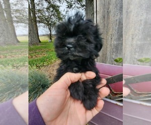 Shih Tzu Puppy for Sale in GREENWOOD, Wisconsin USA